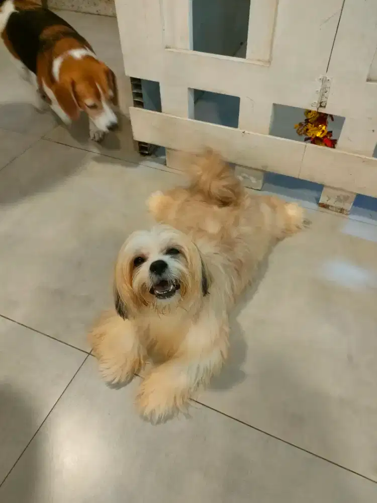 Shihtzu Mixbreed