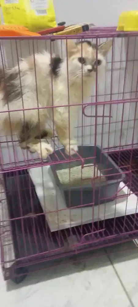Free adopsi, kucing umur kurang lebih 2 tahun