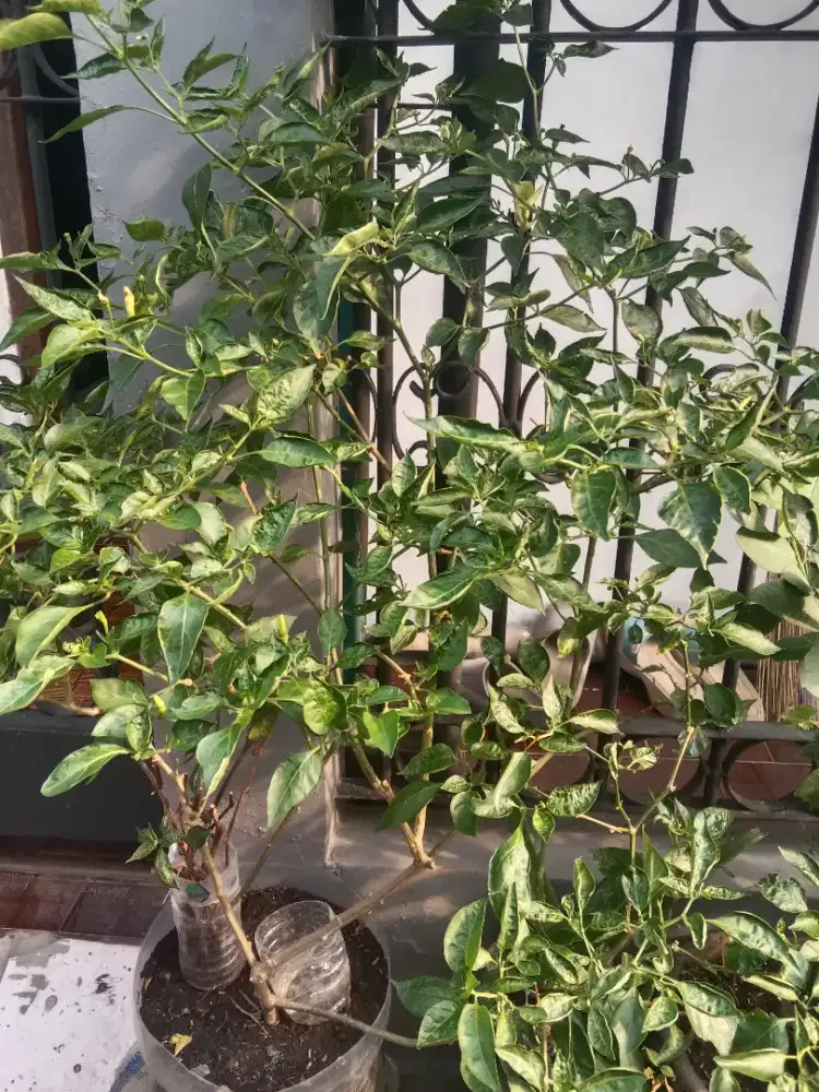 Cabe dalam pot galon siap panen