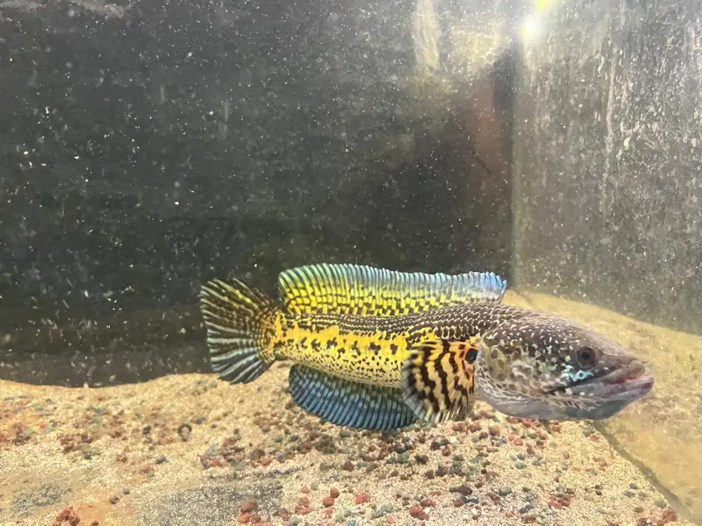 Chana Auranti -+ 25cm