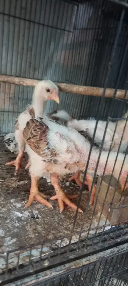 Anak ayam dangtao 4ekor 2bulanan