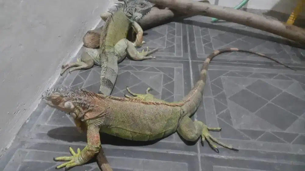 Iguana green sepasang