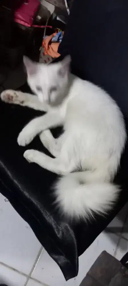 Kitten anggora U 3.5 bln
