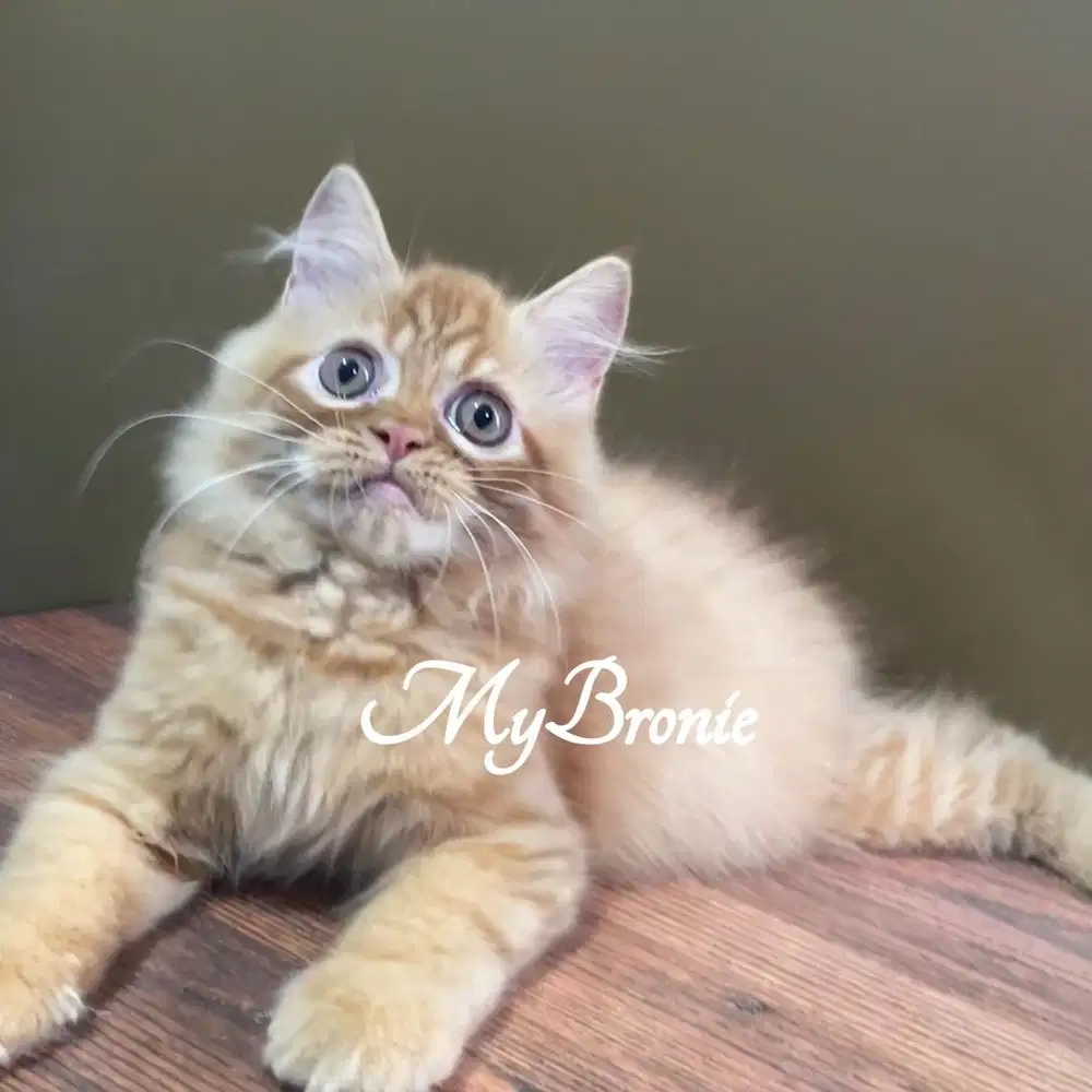 Kucing persia 4 bulan oyen