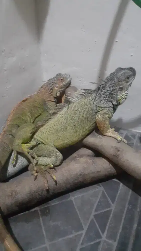 Iguana sepasang green