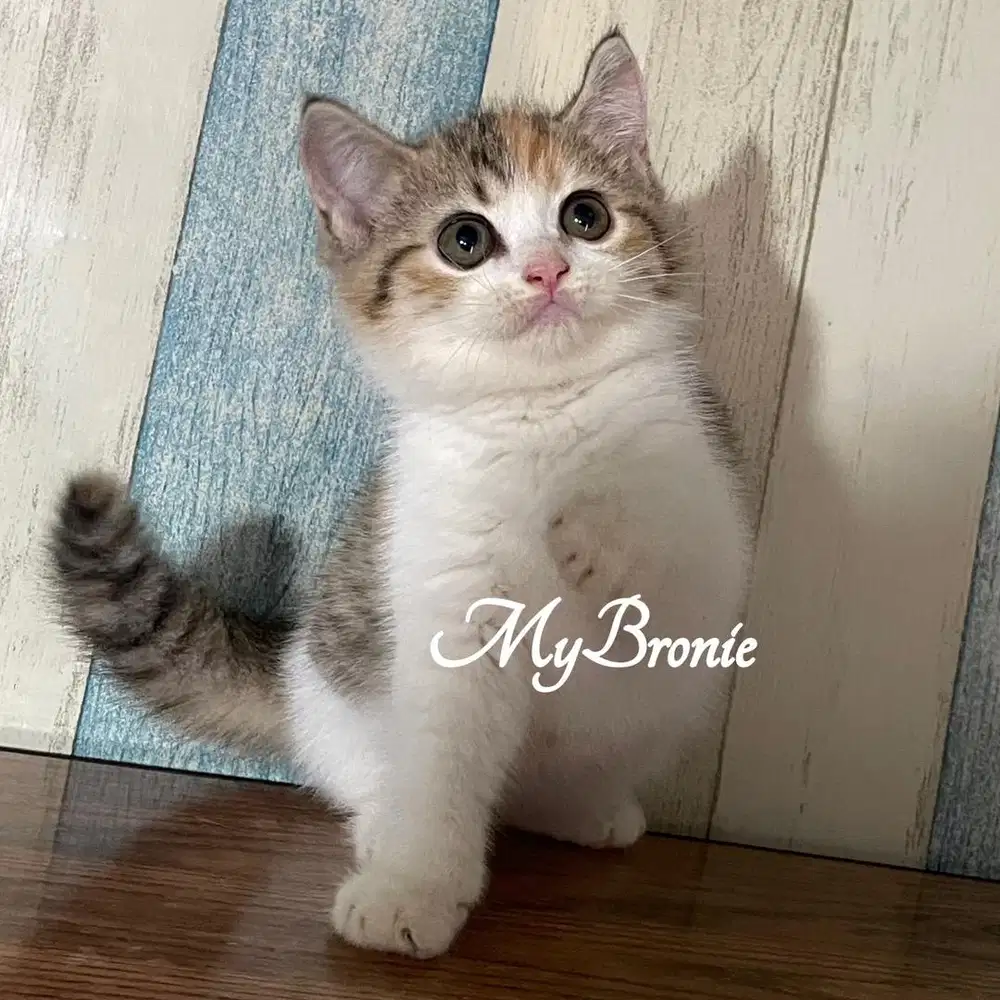Kucing british shorthair calico