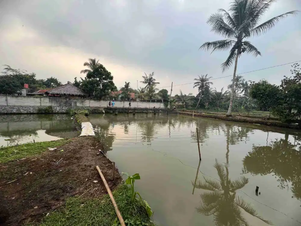 DI JUAL CEPAT TANAH EMPANG AKSES MOBIL DI CISEENG BOGOR