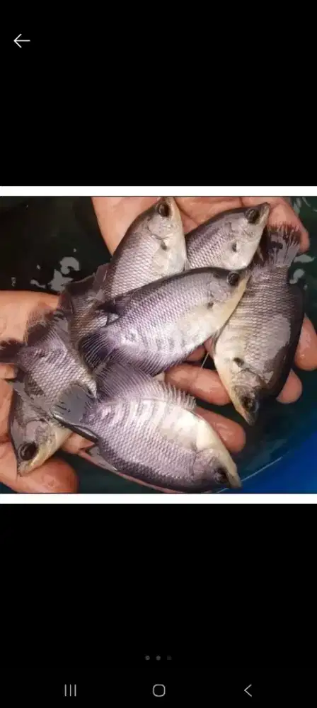Gurame soang bibit ukuran nyuper kwalitas