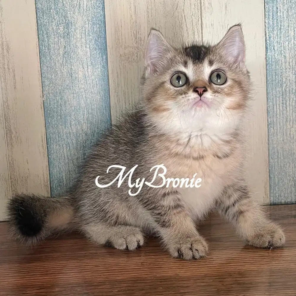 Kucing british shorthair jantan