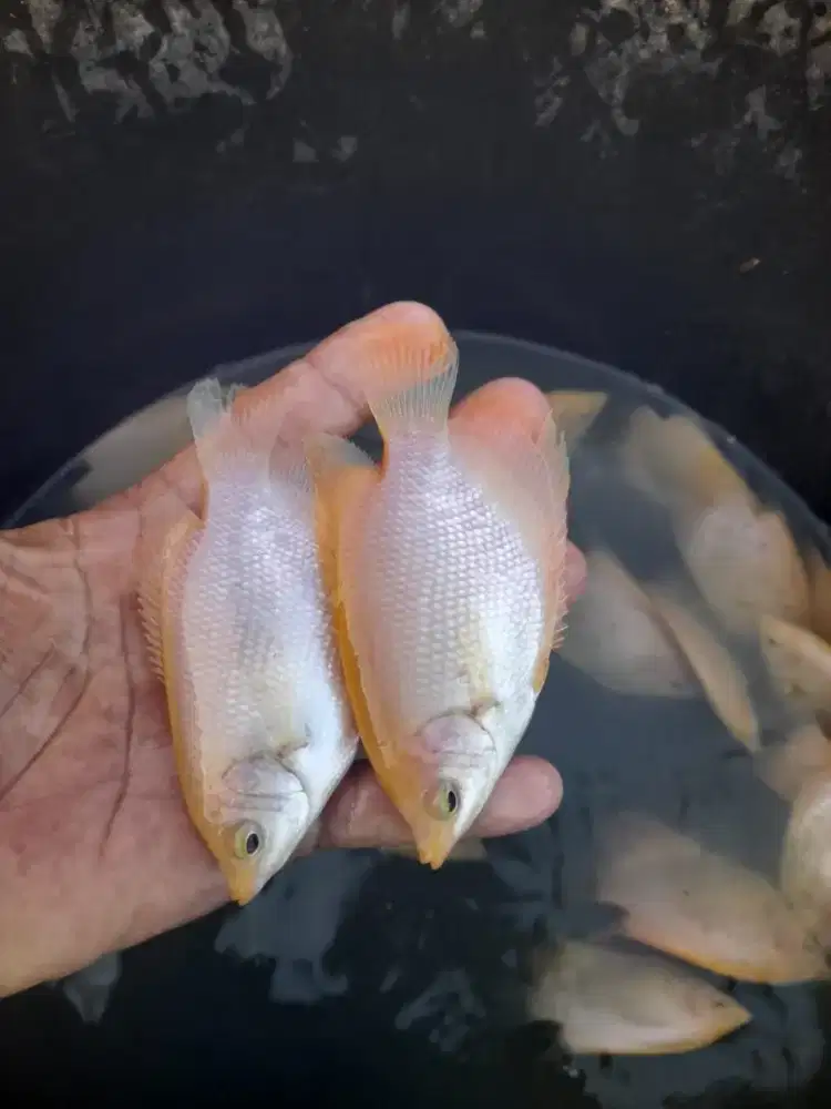 gurame padang bibit 3 jari kwalitas