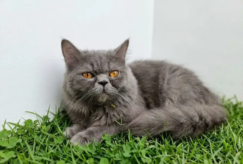 Persia Flatnose Jantan