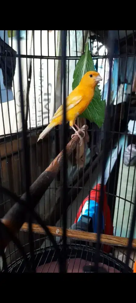 Burung kenari Fs