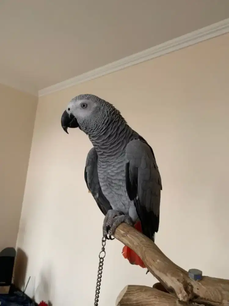 Burung Parrot Pintar African Grey Parrot Mulus