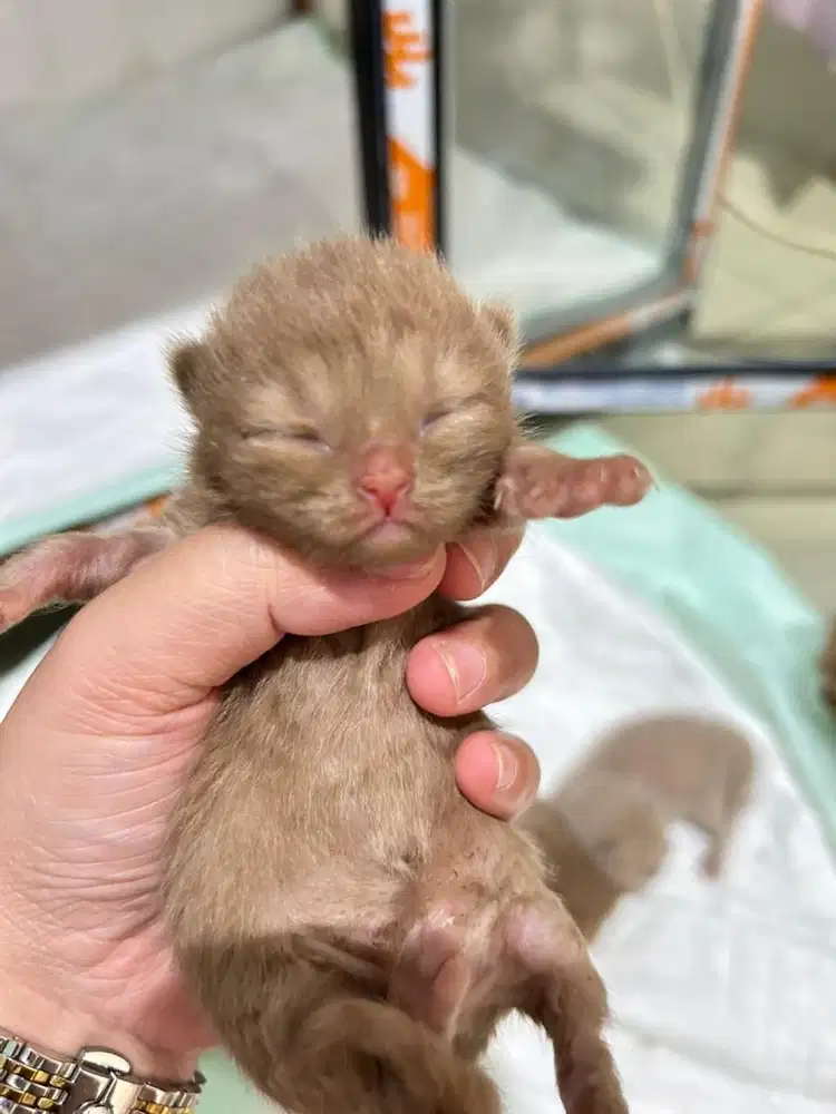 Kucing BSH Cinnamon