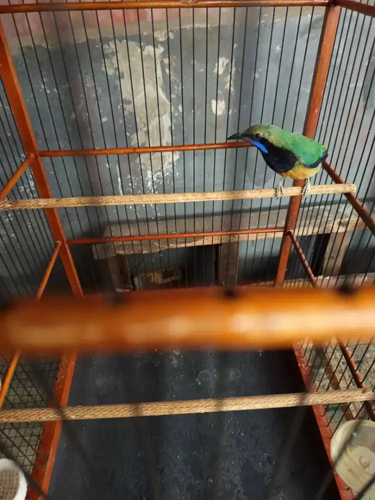 Burung cungkokk