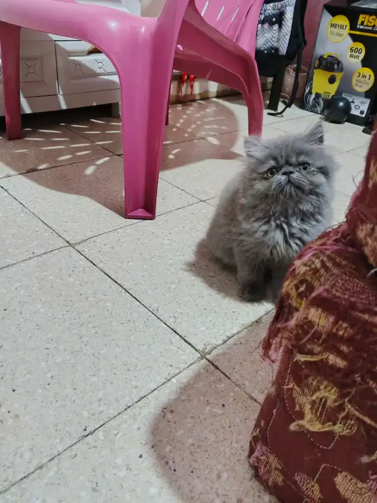 KITTEN PEAKNOSE JANTAN