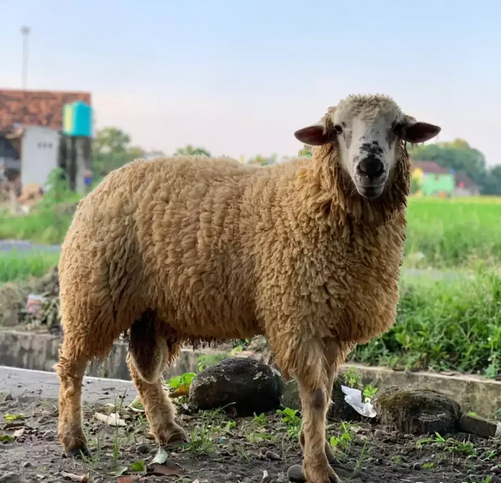 Domba pejantan dan kurban