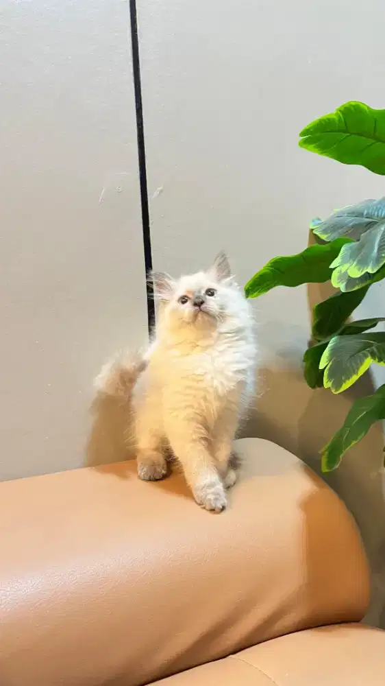 Kucing kitten himalaya sealpoint