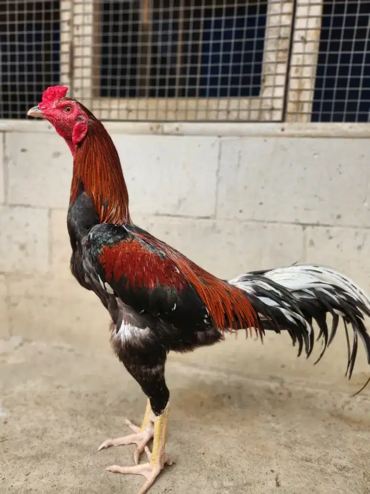 Ayam bangkok bk klasik x pakoy super pukul triple drumban bervideo