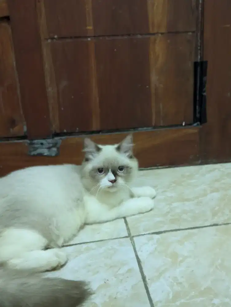 Jual kucing perisa mix himalaya