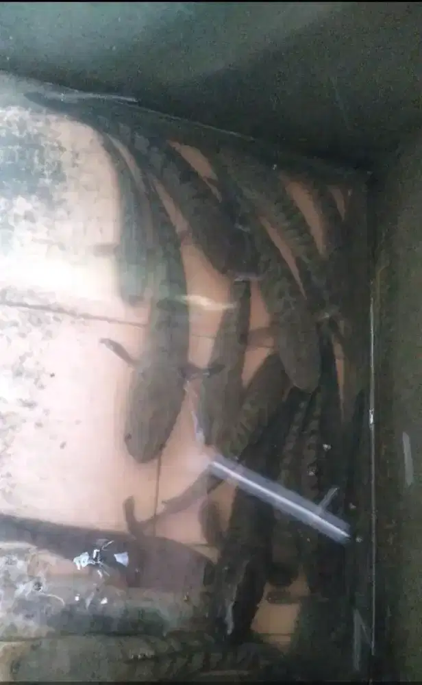 Ikan segar (obat sesar)