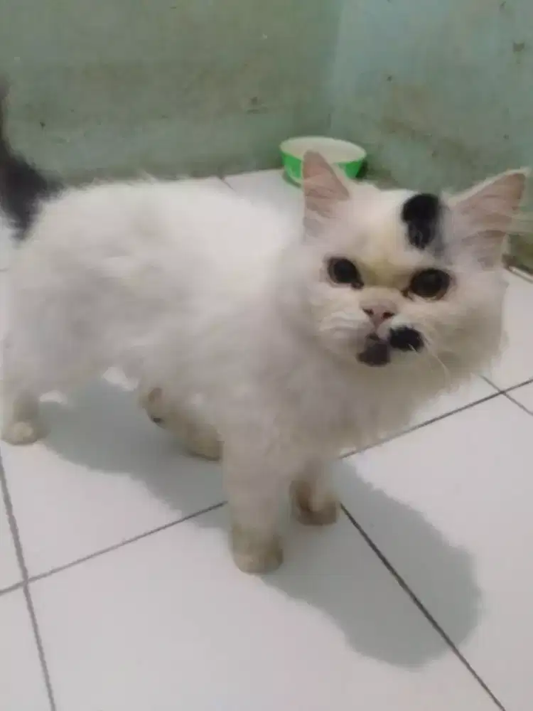 Indukan sepasang