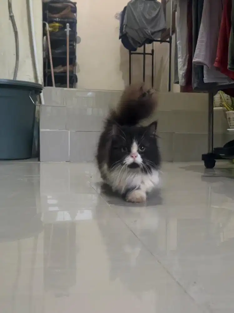 Kucing Munchkin RH Flatnose (kaki depan belakang pendek)