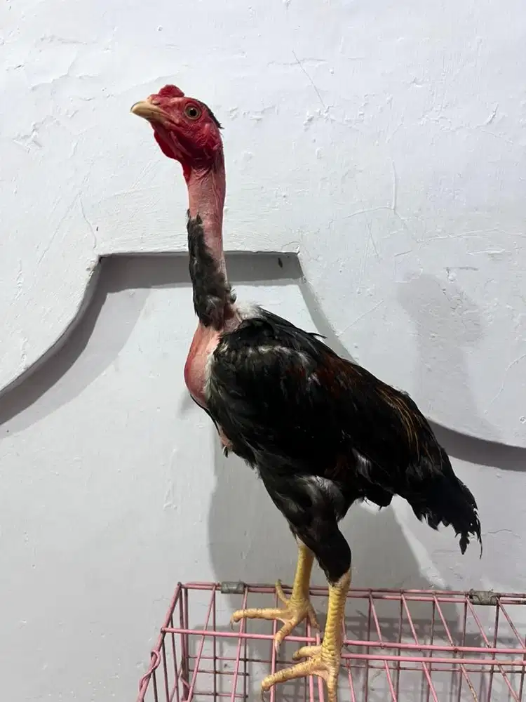 Ayam saigon, ayam gundul, ayam botak, ayam bali, ayam hias