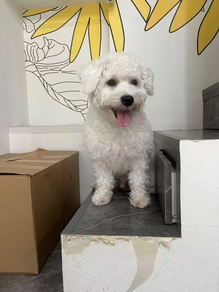 Open Adopt Doggy Chonzer