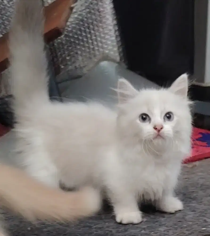 Kitten Munchkin ragdoll betina