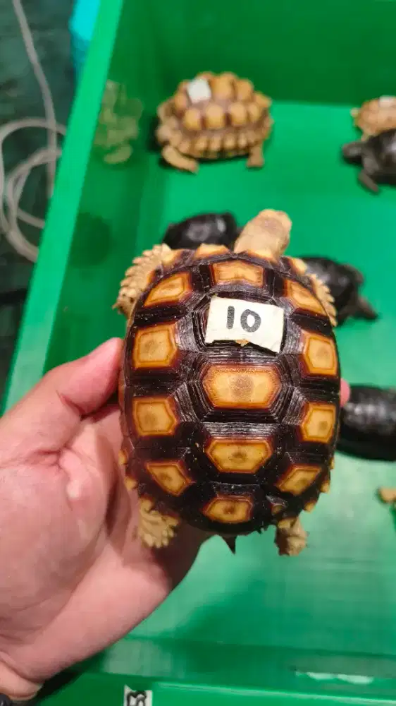 Kura darat sulcata mulai ukuran 5 sampai 13cm