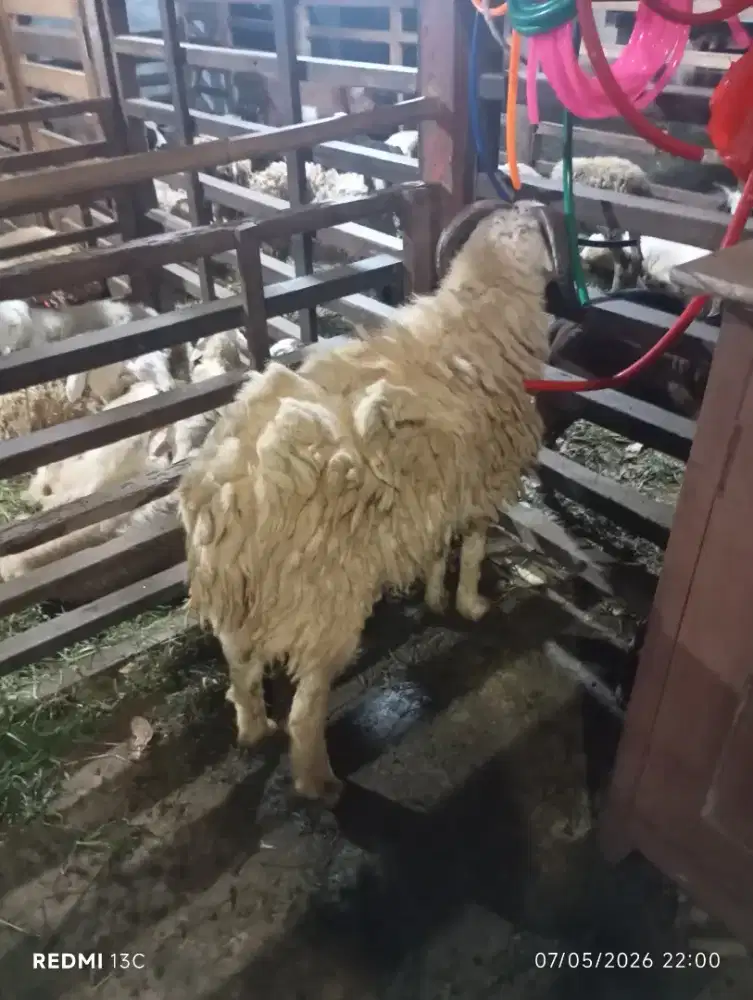 Ibrahim santri Farm