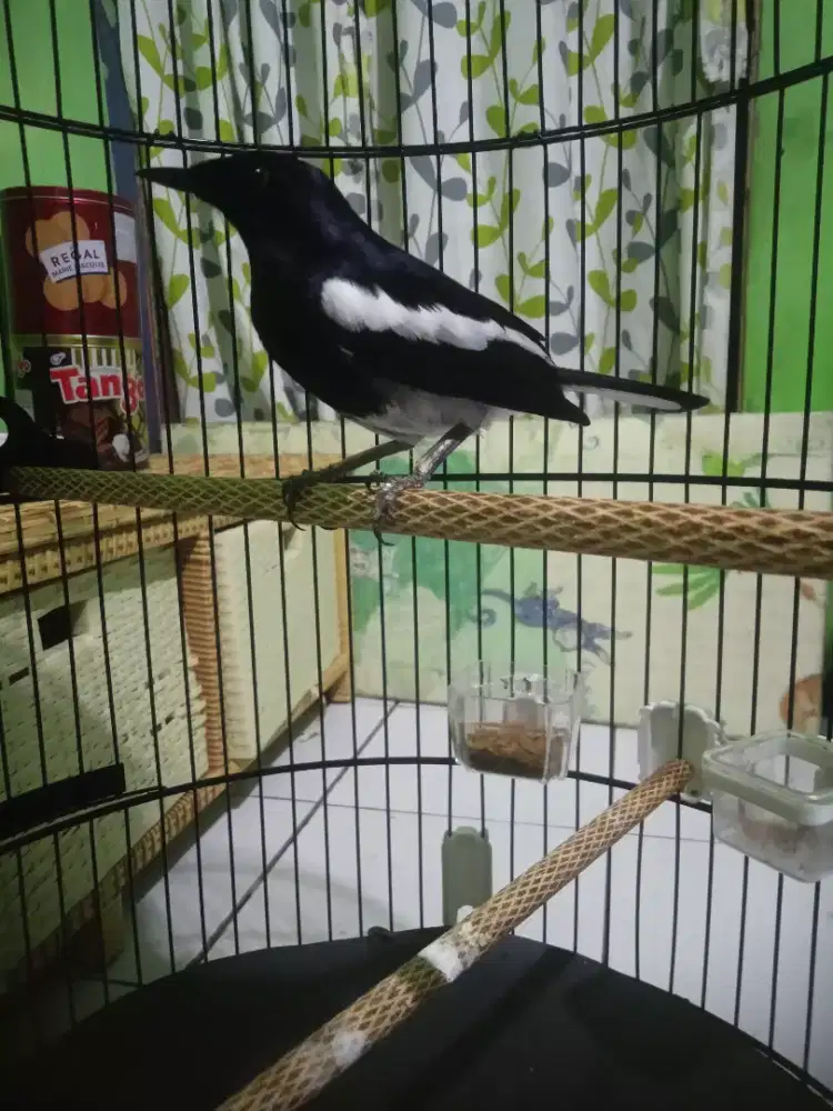 Burung kacer gacor