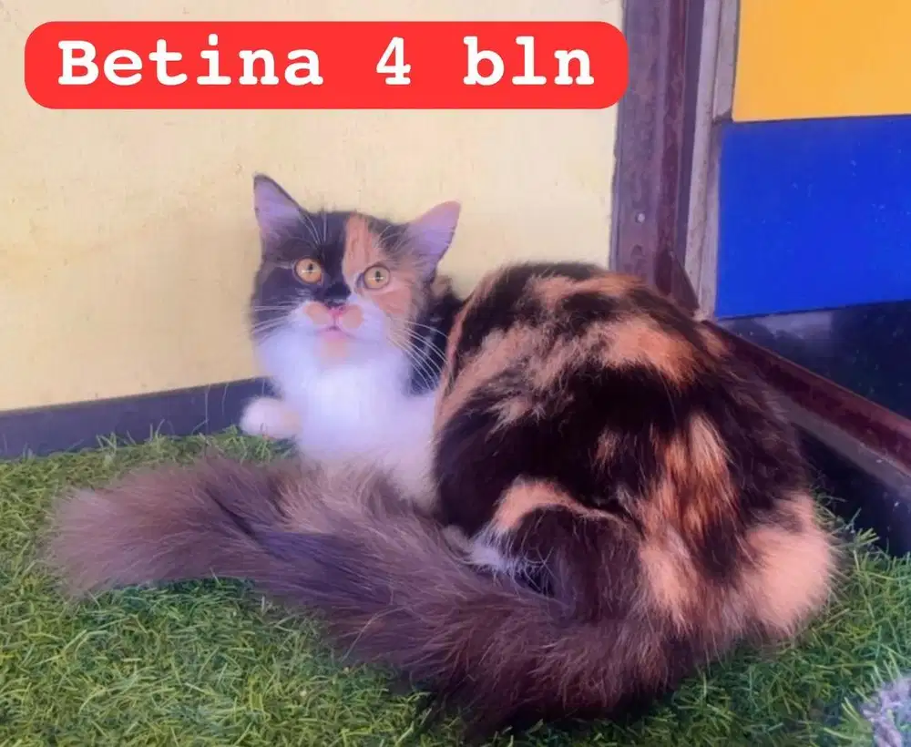 Kucing ras persia calico 5 bln