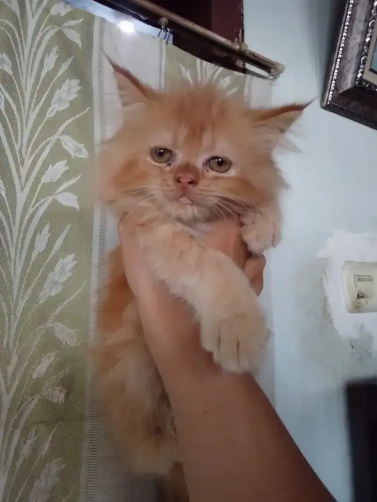 Kitten Persia 2bulan