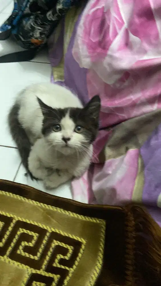 Kitten persia medium betina