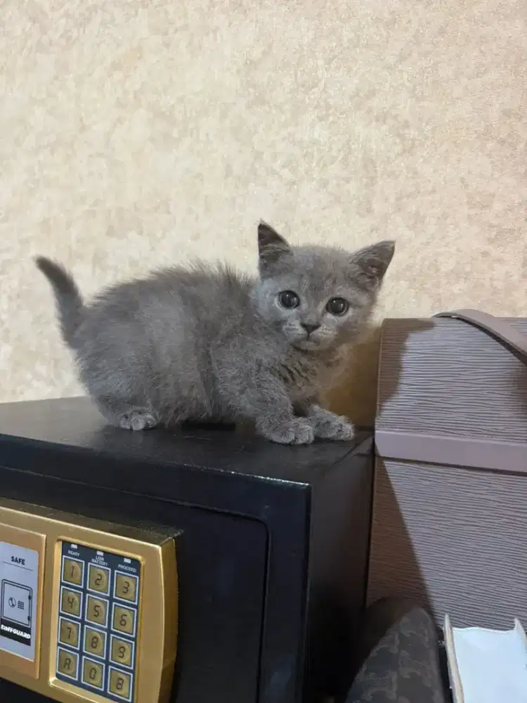 Jual kucing BSH indukan pet propet import