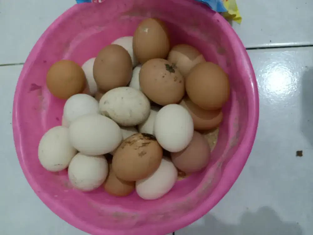 Jual telor ayam