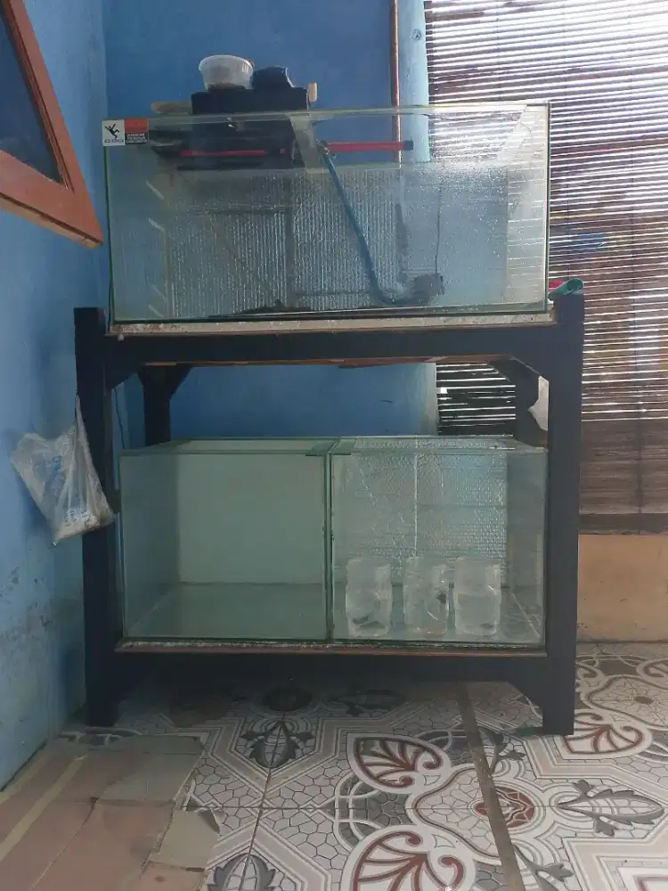 Aquarium/akuarium louhan chana arwana