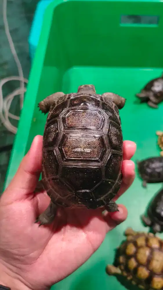 Kura aldabra OS mulai ukuran 7 sampai 10cm
