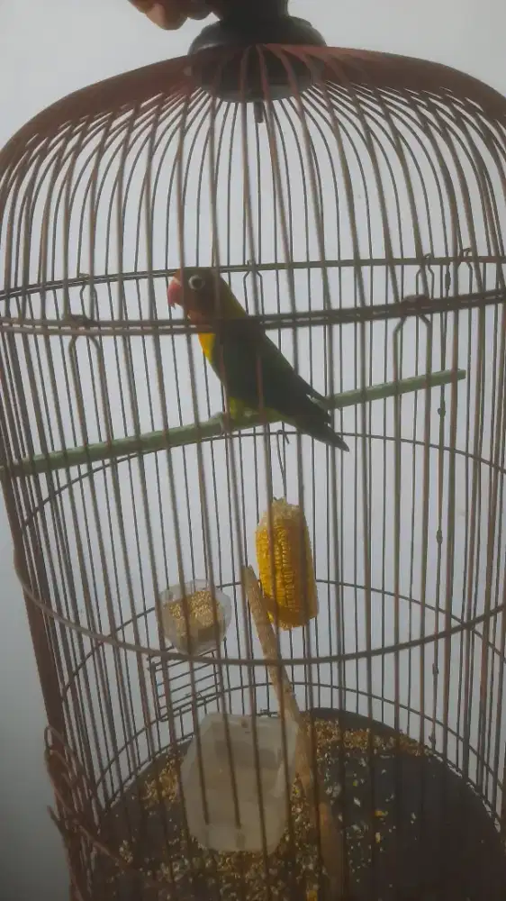 Lovebird harian brisik