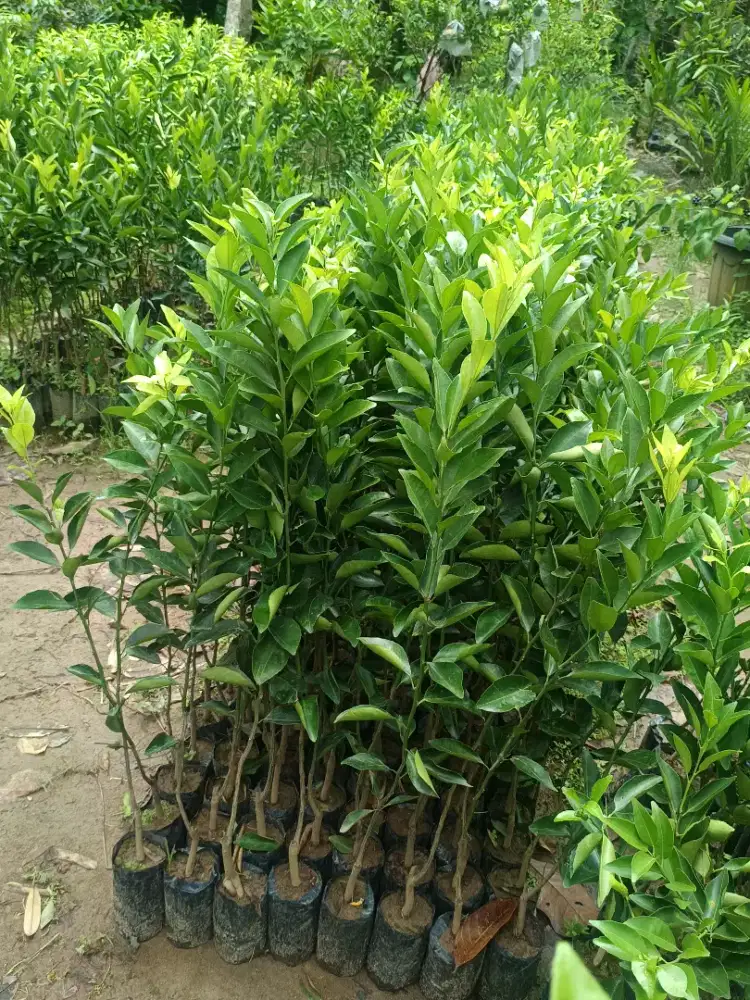 Bibit jeruk Unggul