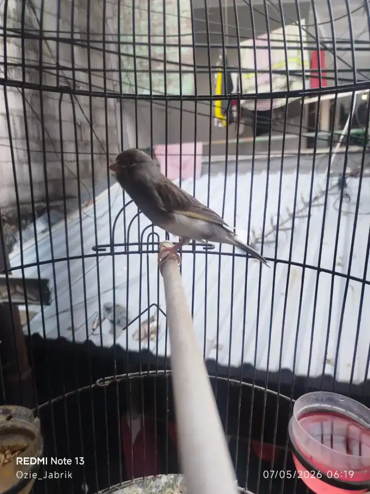 Burung Murai Dari Aceh Bodi big ekor panjang
