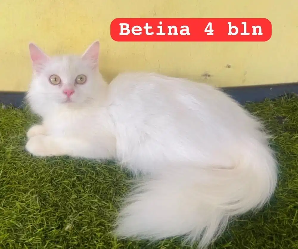 Kucing ras persia kitten betina 4 bln