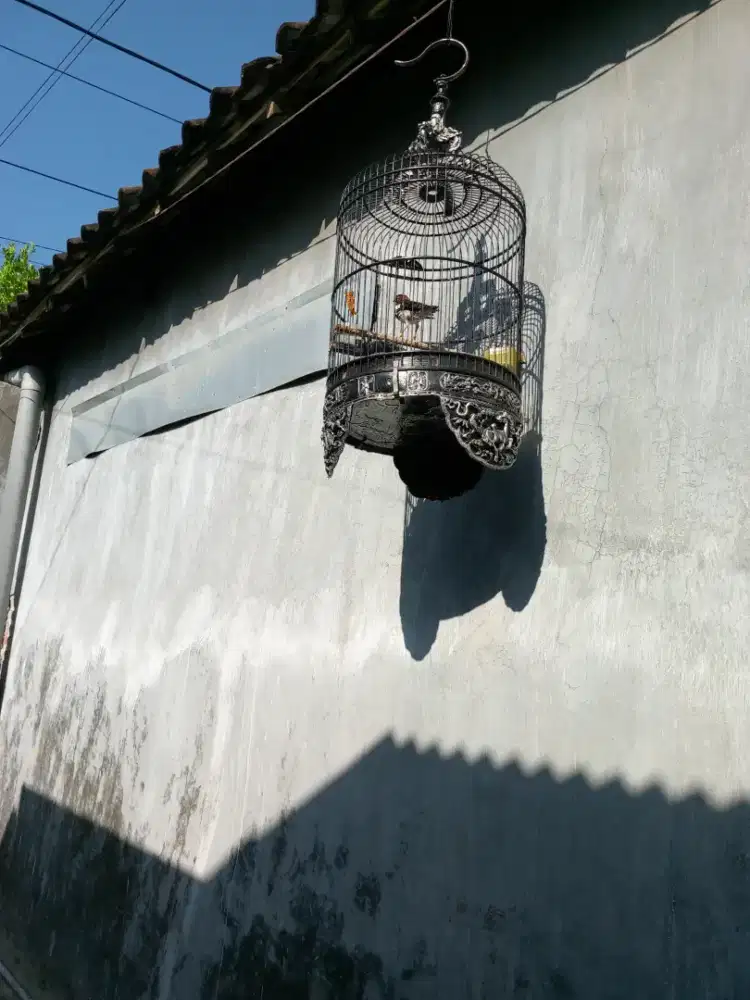 Burung anis kembang