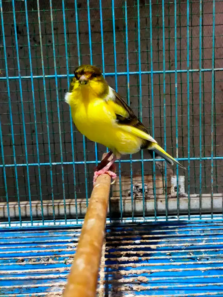 Burung kenari AF jantan gacor