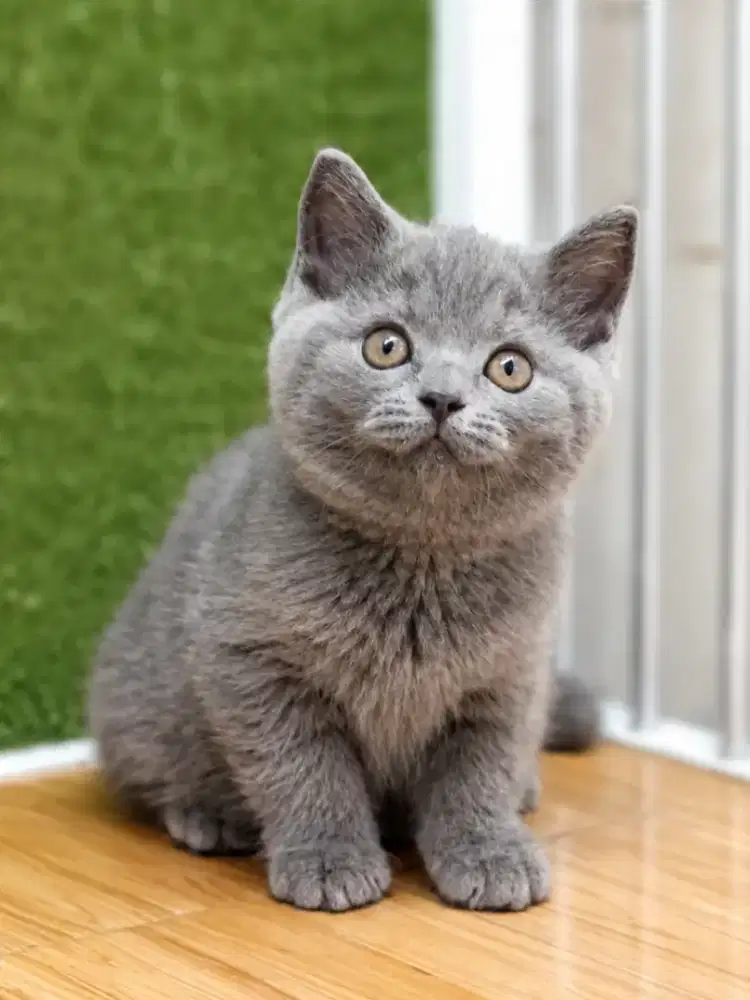 British Shorthair kitten blue