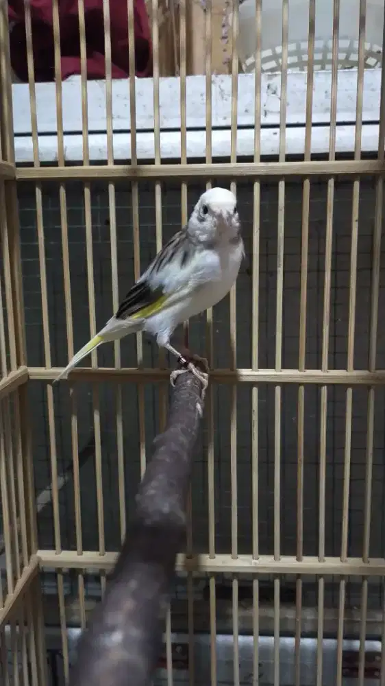 Burung kenari AFsf jantan