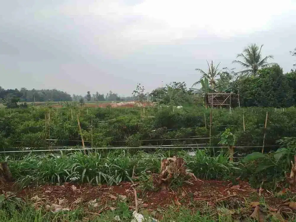 tanah 3 hektar di negeri sakti pesawaran