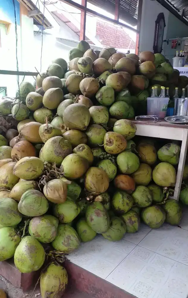 Lowongan kerja kelapa muda